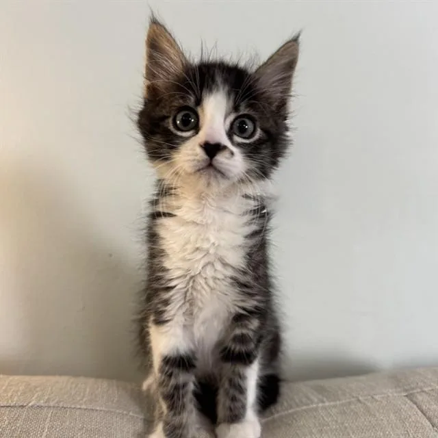 A baby small-sized male Domestic Medium Hair cat named Mickey for adoption in Auburn, CA