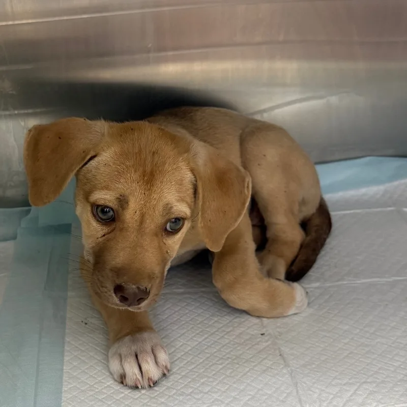 A baby small-sized female Shepherd dog named Nanette for adoption in Bastrop, TX