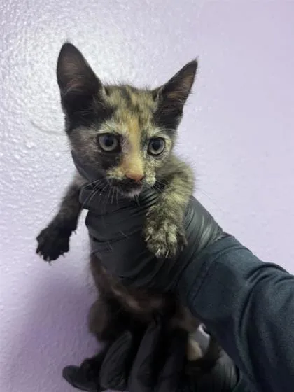 A baby small-sized female Black Domestic Medium Hair cat named 61047007 for adoption in El Paso, TX