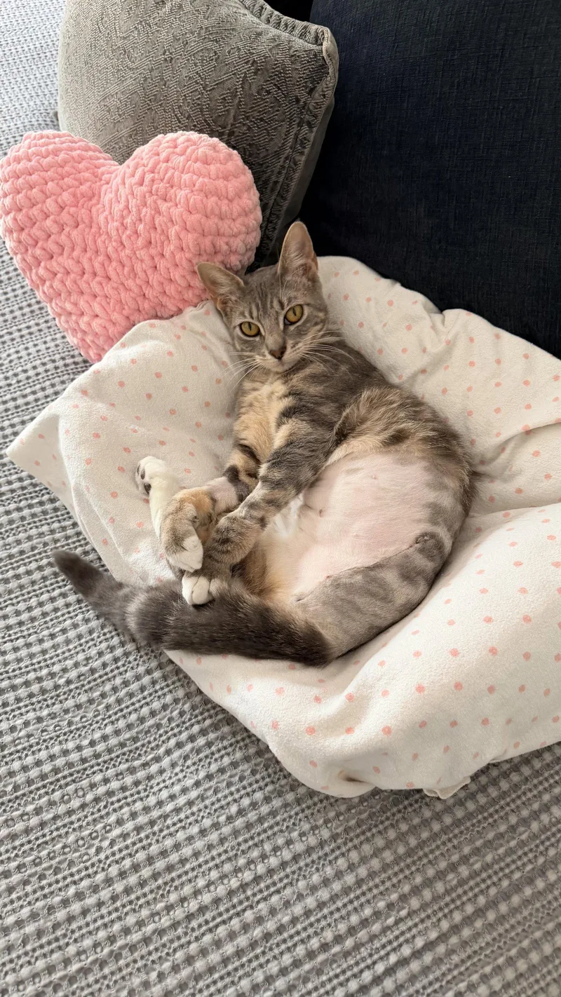 A young medium-sized female Domestic Short Hair cat named Marigold for adoption in Davis, CA