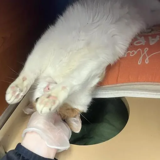 An adult medium-sized male White American Shorthair cat named August for adoption in South Elgin, IL