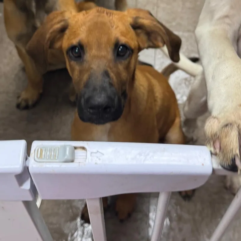 A baby medium-sized male Yellow / Tan / Blond / Fawn Hound dog named Fillipe for adoption in Birmingham, AL