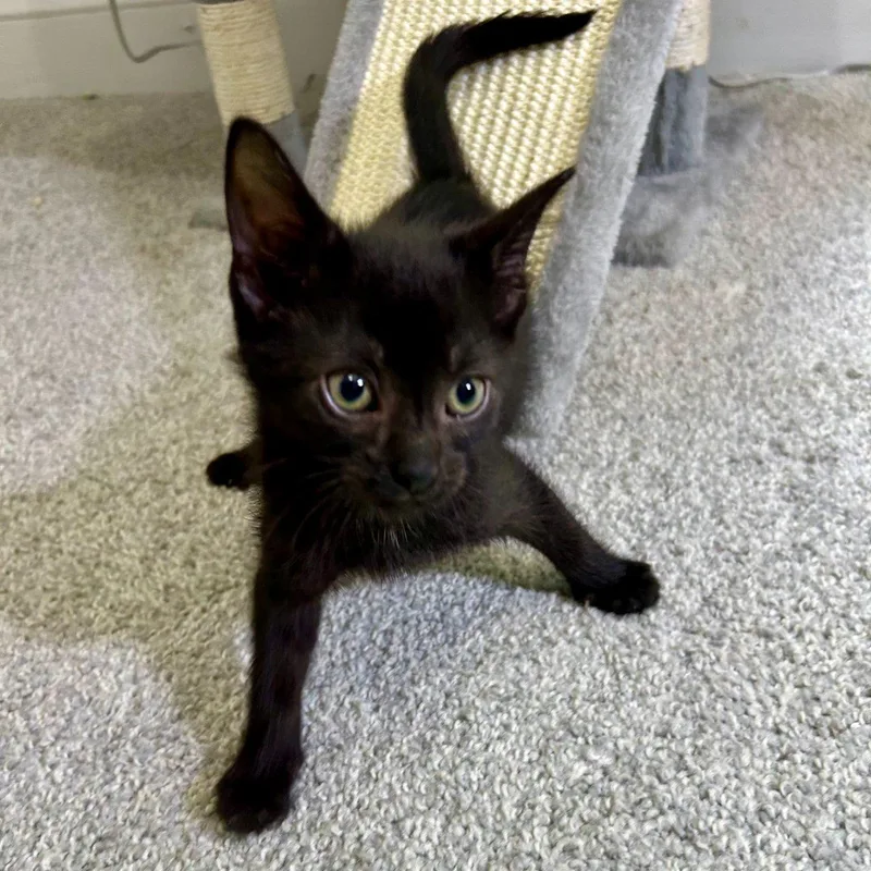 A baby small-sized male Black Domestic Short Hair cat named Joel for adoption in Raleigh, NC