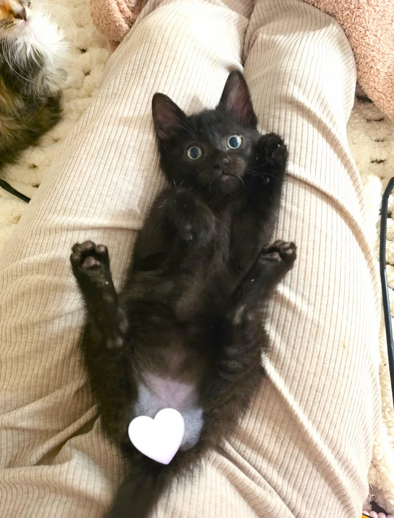 A baby small-sized male Black Domestic Short Hair cat named Pippin for adoption in Orange, CA