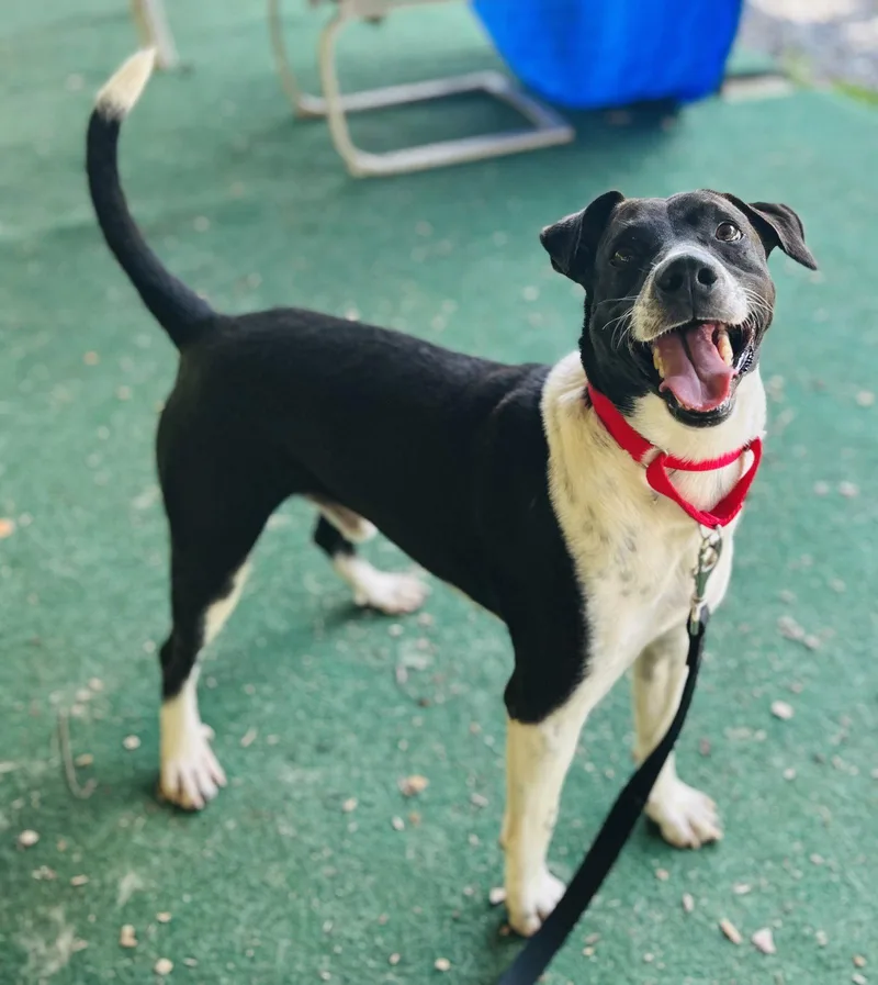 An adult medium-sized male Terrier dog named Larry for adoption in Clarkesville, GA