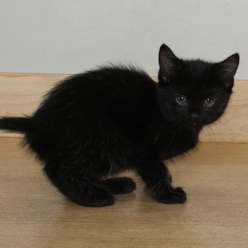 A baby small-sized female Black Domestic Medium Hair cat named Bellatrix C for adoption in Minnetonka, MN