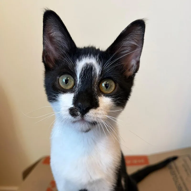 A baby small-sized male Black Domestic Short Hair cat named Dulcimer for adoption in Middle Village, NY