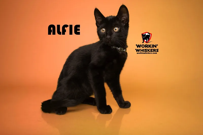 A baby medium-sized male Black Bombay cat named Alfie for adoption in HEMET, CA