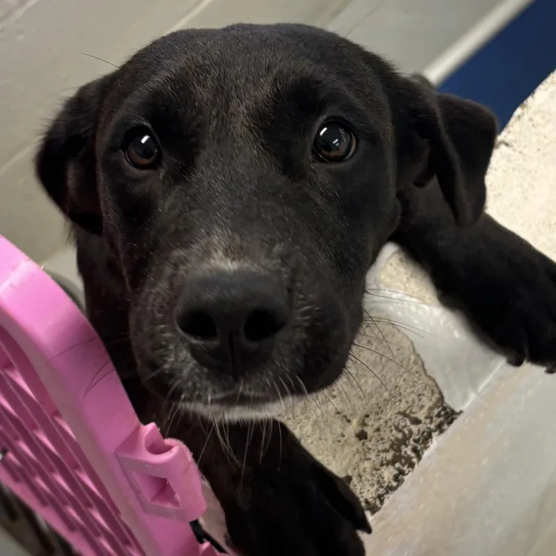 Cerberus thumbnail 2