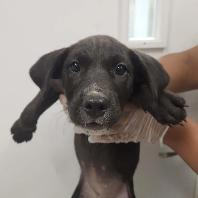 Cerberus thumbnail 3