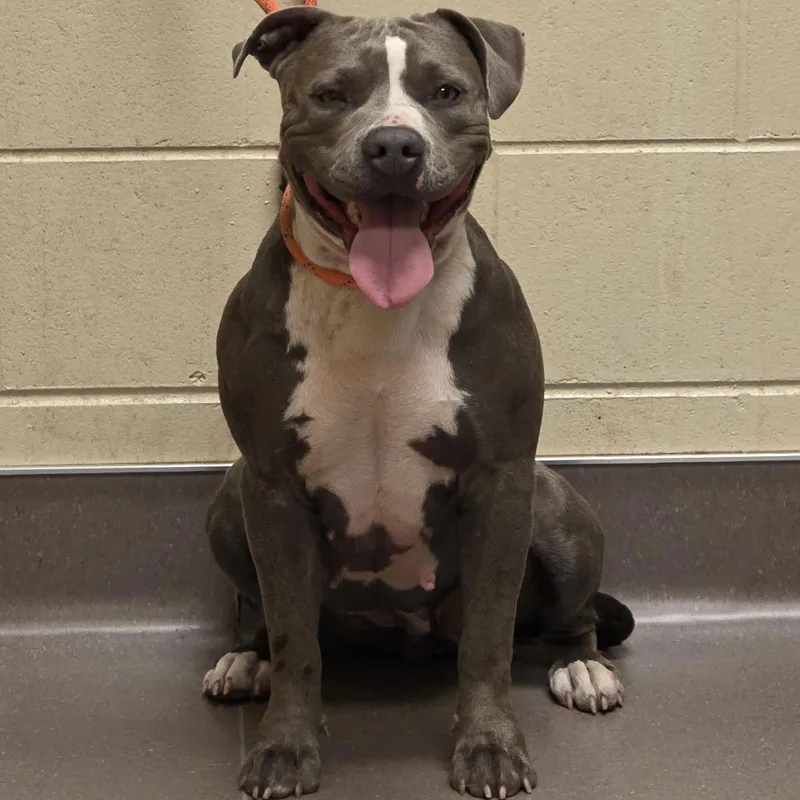 A young medium-sized female Gray / Blue / Silver Pit Bull Terrier dog named Piggy for adoption in Norman, OK