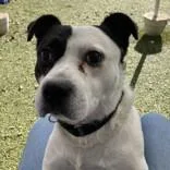 An adult medium-sized male Hound dog named Leonidas for adoption in Hilliard, OH