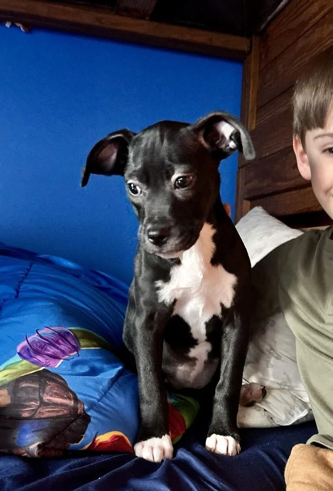 Pepperoni thumbnail 2