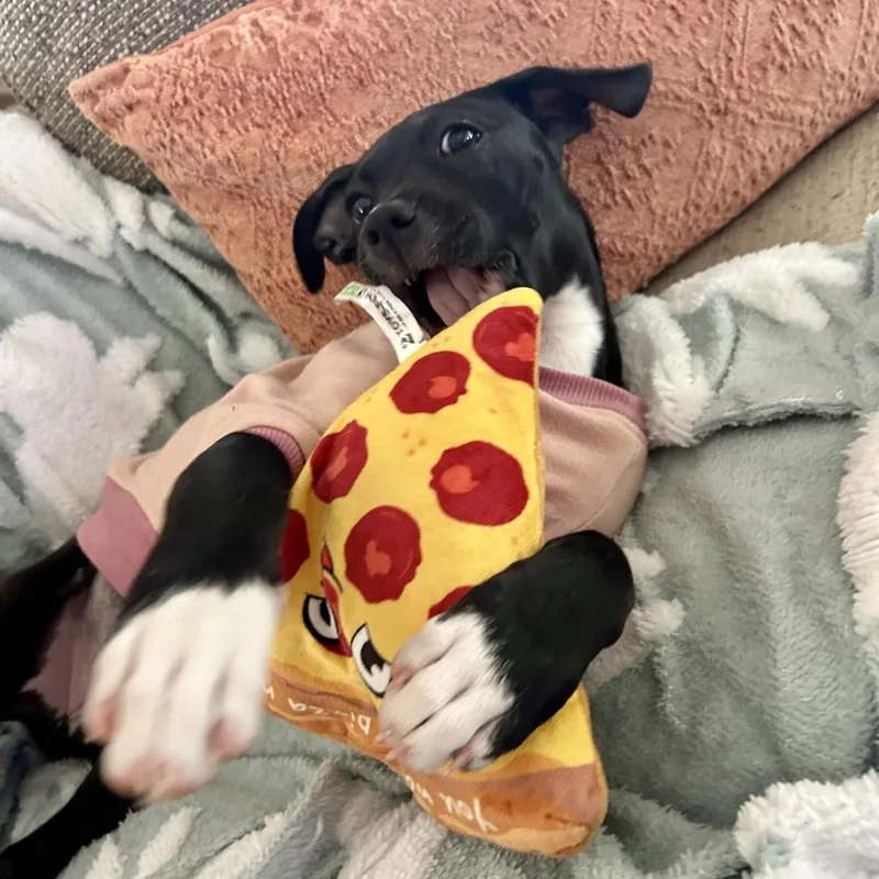 Pepperoni thumbnail 3