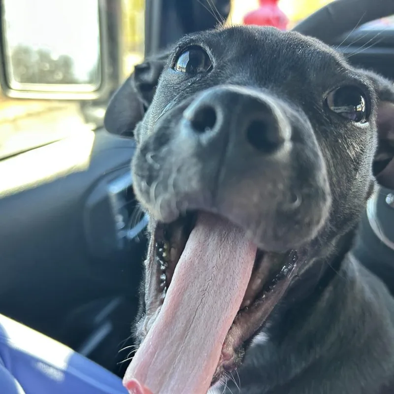 Pepperoni thumbnail 5