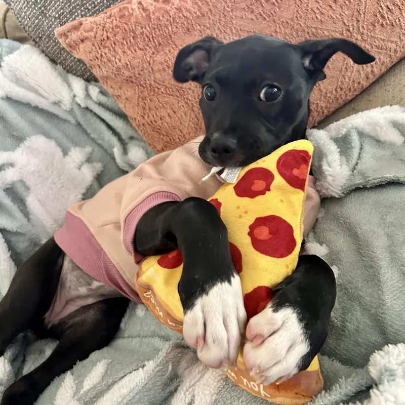 Pepperoni thumbnail 6