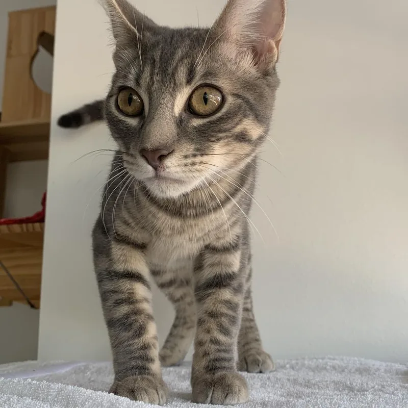 A young medium-sized male Domestic Short Hair cat named Gus for adoption in Redwood City, CA