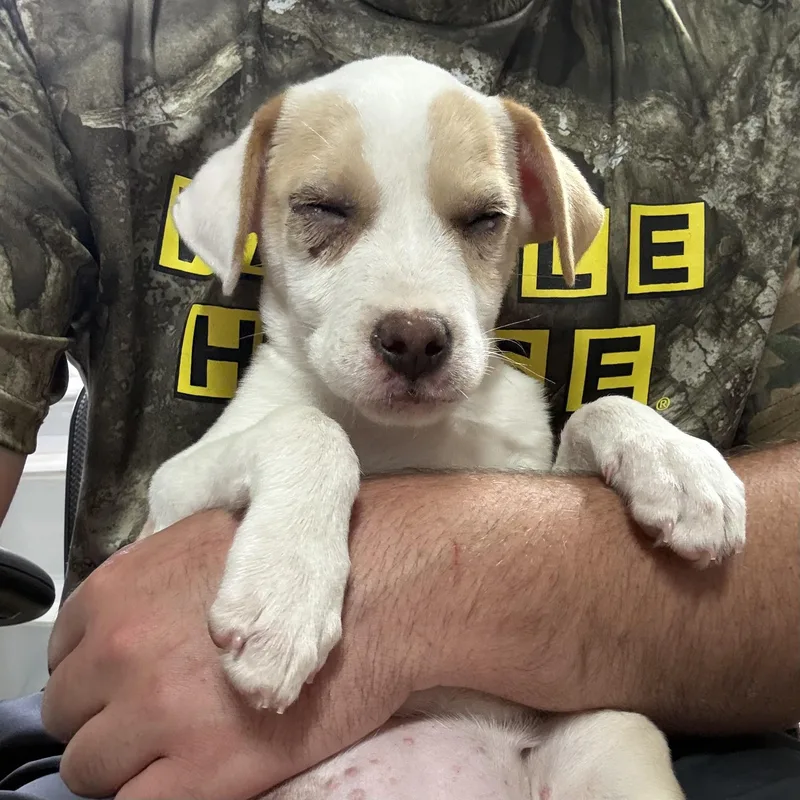A baby medium-sized female Yellow / Tan / Blond / Fawn Mixed Breed dog named Peanut Butter for adoption in Columbia, SC
