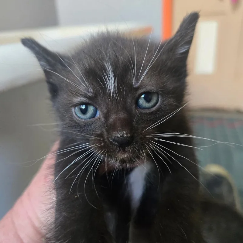 A baby small-sized male Black Domestic Short Hair cat named Marlin for adoption in Troy, IL