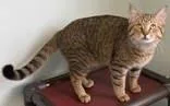 A young medium-sized male Tabby (Brown / Chocolate) Domestic Short Hair cat named Sebastian for adoption in Lincoln, MI