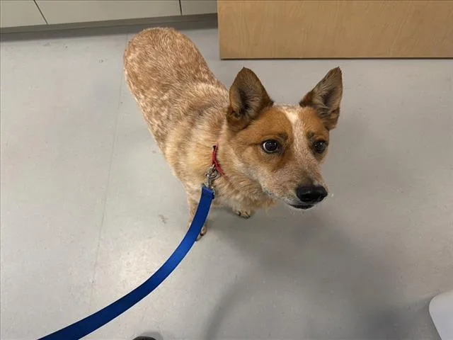 An adult medium-sized male Australian Cattle Dog / Blue Heeler dog named Chato for adoption in Santa Fe, NM