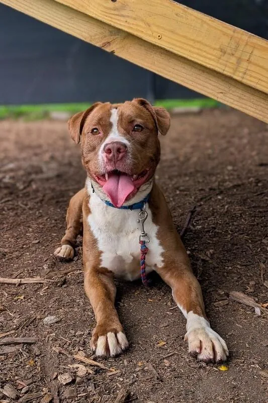 An adult large-sized female Brown / Chocolate Mixed Breed dog named Strawberry for adoption in Cincinnati, OH