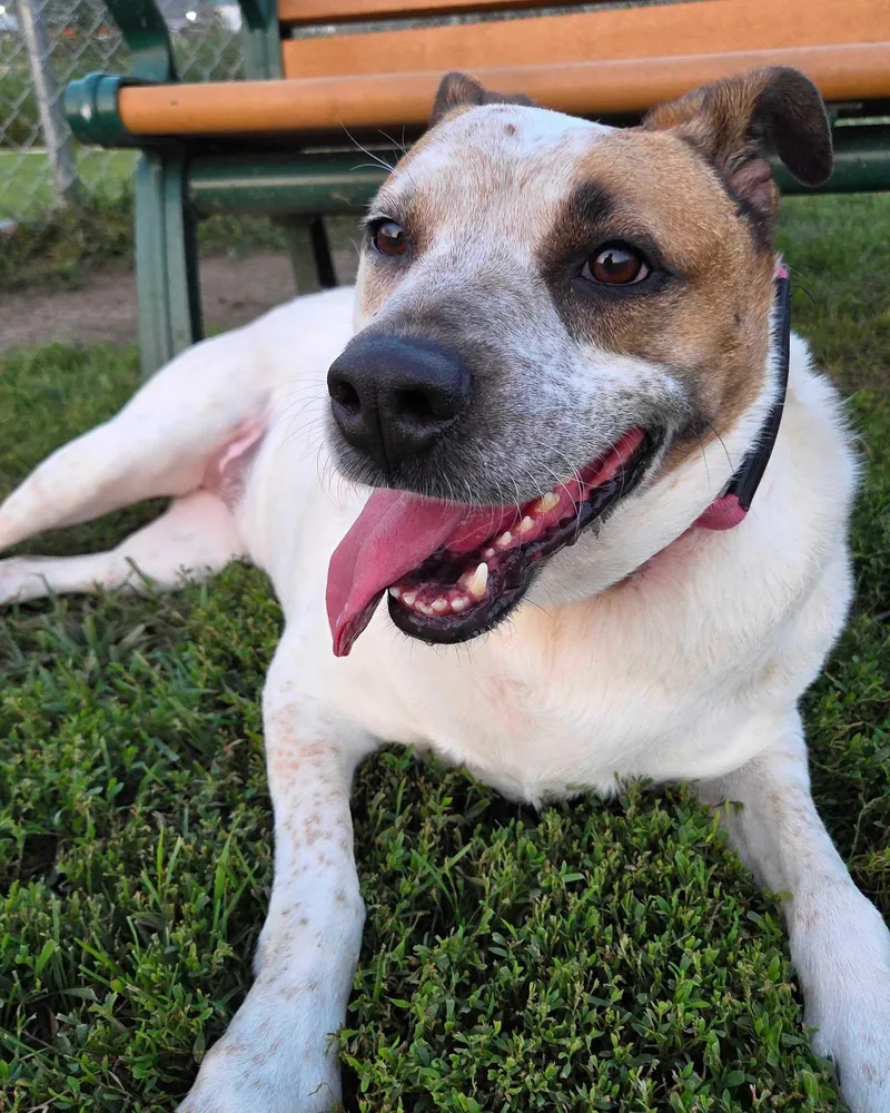 An adult medium-sized female Mixed Breed dog named Dolly for adoption in Davenport, IA