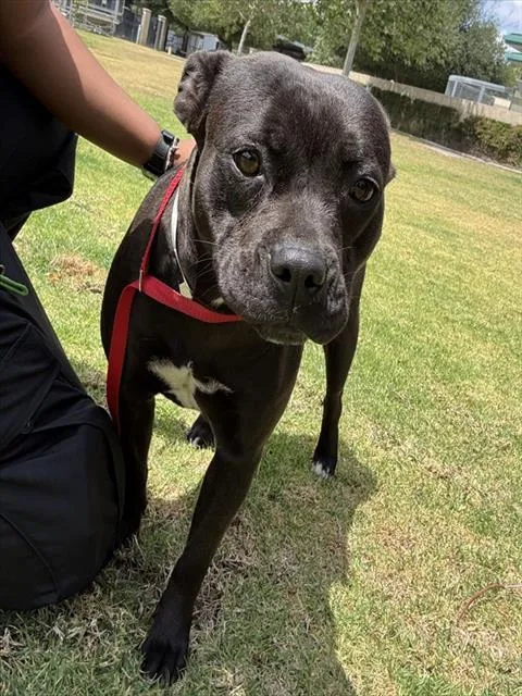 A young medium-sized female Pit Bull Terrier dog named Babygirl for adoption in Riverside, CA