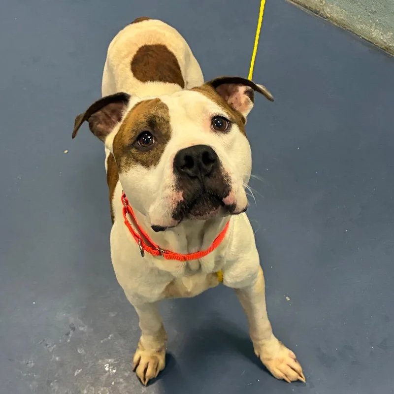 An adult medium-sized male White / Cream Pit Bull Terrier dog named Chevy for adoption in Greensboro, NC