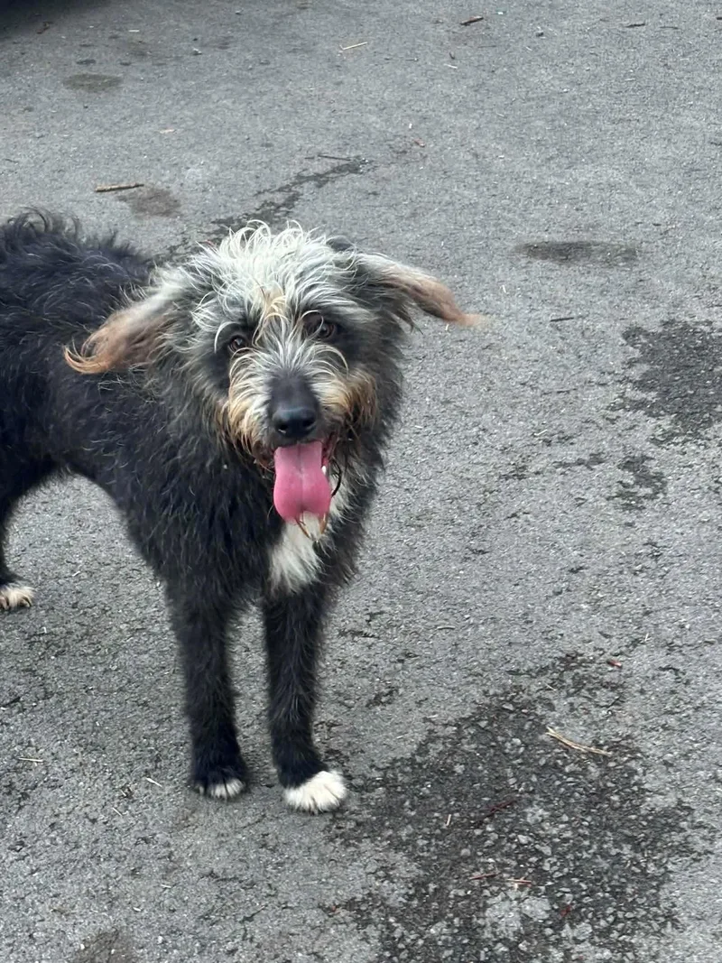 An adult medium-sized female Standard Poodle dog named Raven for adoption in Elgin, IL