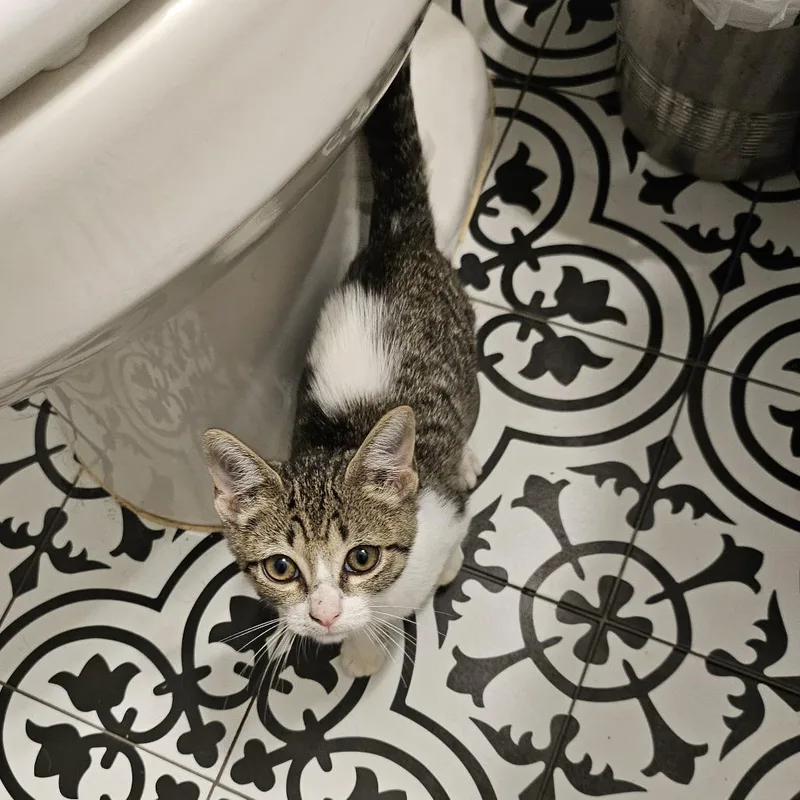 A baby small-sized male Gray / Blue / Silver Domestic Short Hair cat named Pickle for adoption in Raleigh, NC