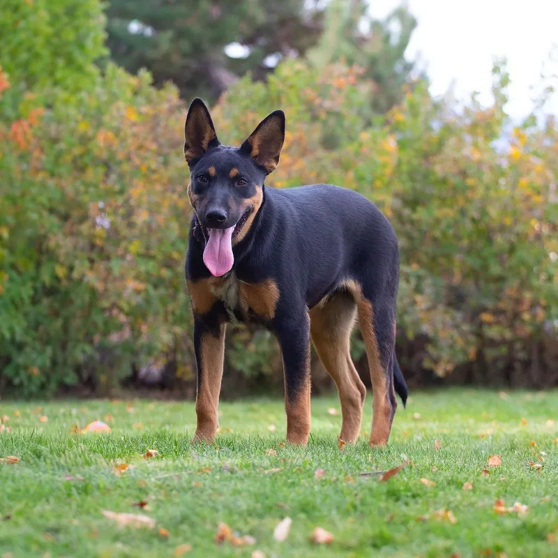 A young large-sized male Doberman Pinscher dog named Scooby for adoption in Washoe Valley, NV