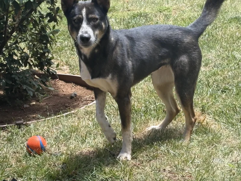 An adult medium-sized female Cattle Dog dog named Tulip for adoption in Rough And Ready, CA