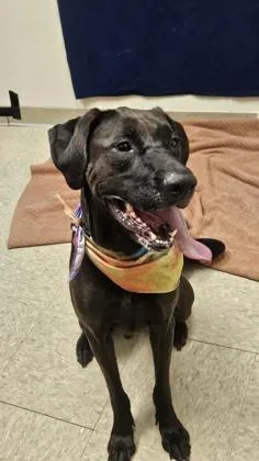 An adult medium-sized female Brown / Chocolate Mixed Breed dog named Nyla for adoption in Hamilton, OH