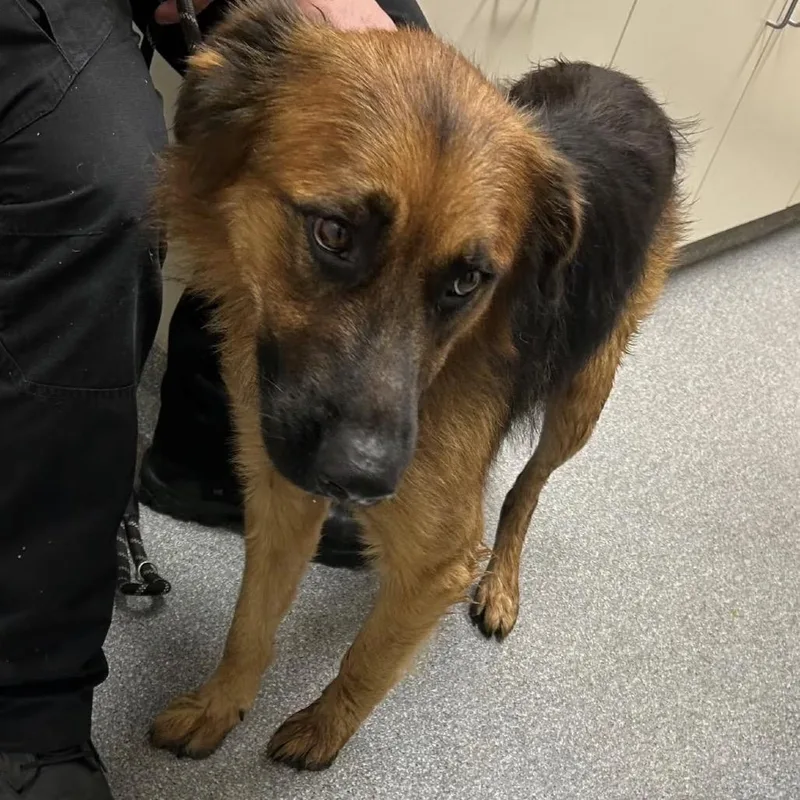 An adult medium-sized male German Shepherd Dog dog named Vixen for adoption in Batavia, OH