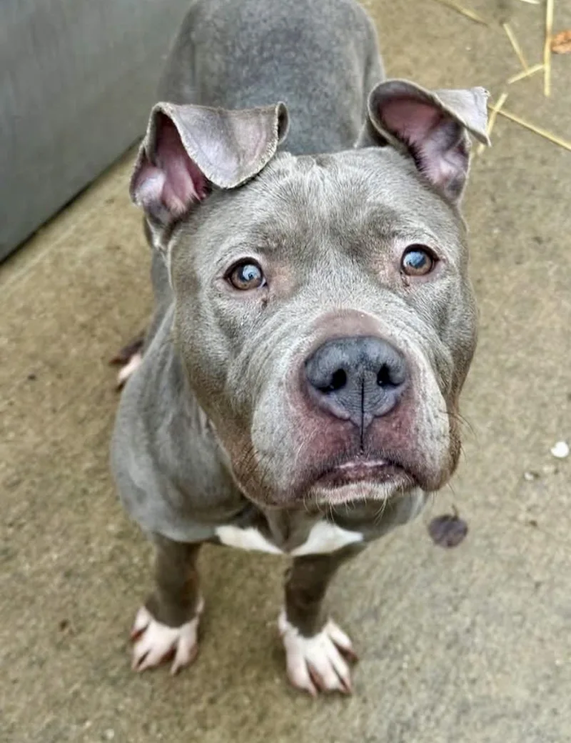 An adult medium-sized female Gray / Blue / Silver Pit Bull Terrier dog named Dorothy for adoption in Chicago, IL