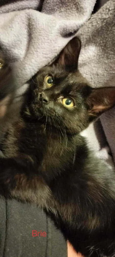 A baby small-sized female Black & White / Tuxedo Domestic Short Hair cat named Brie for adoption in Boone, CO