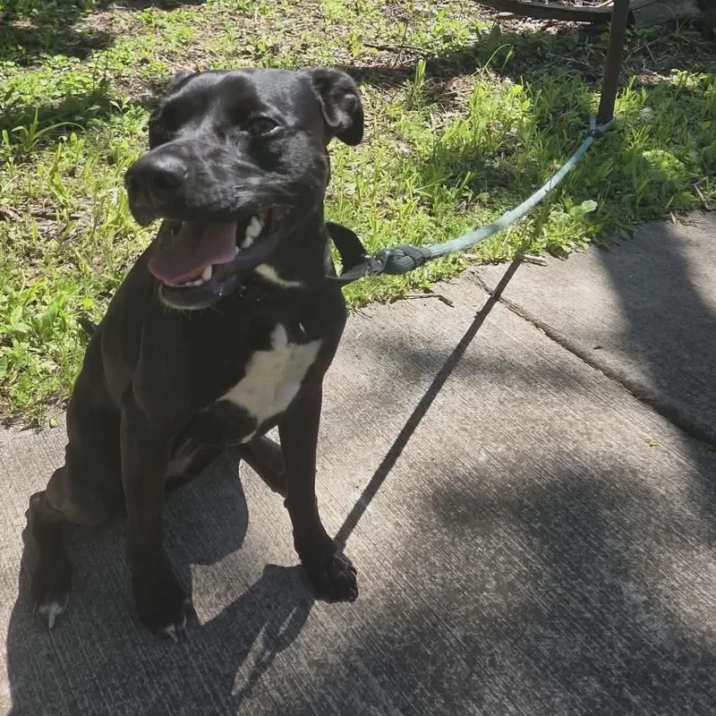 A young small-sized female Black Miniature Pinscher dog named Onyx for adoption in Rochester, NY