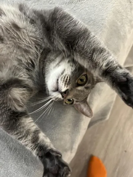 An adult medium-sized male Domestic Short Hair cat named Tini for adoption in Escondido, CA