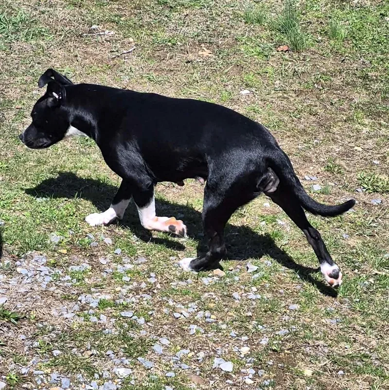 A young medium-sized female Black Pit Bull Terrier dog named Rain for adoption in Mechanicsburg, PA