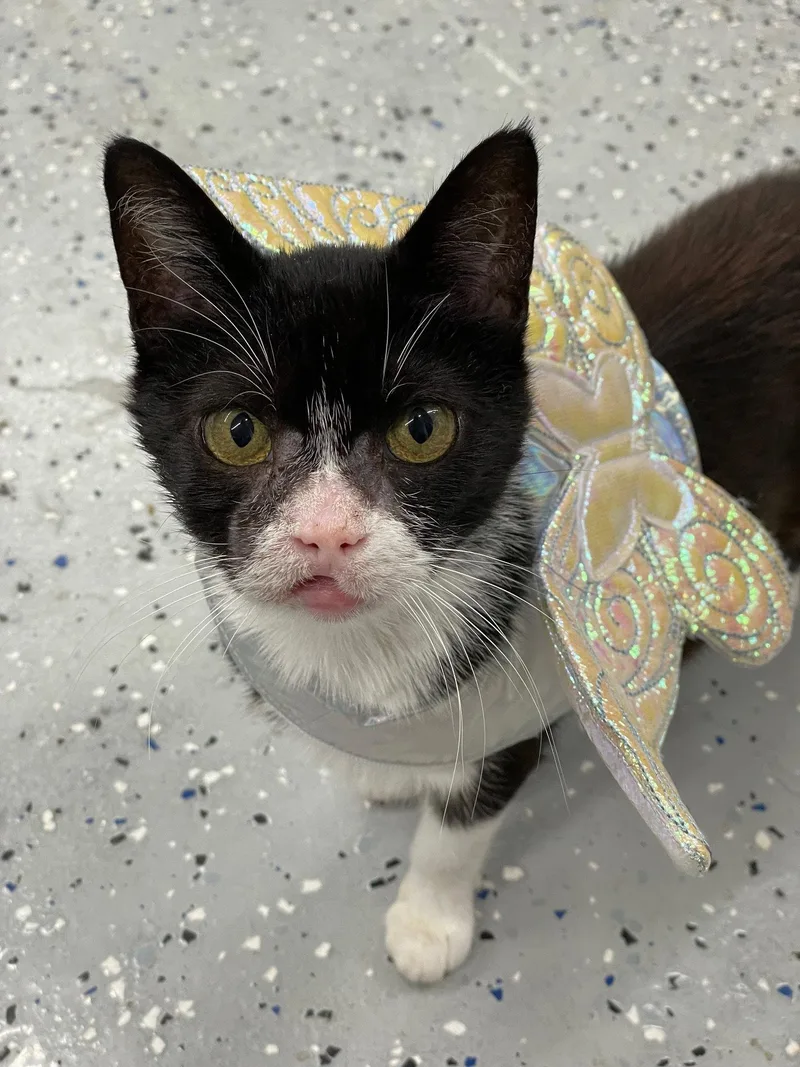 An adult medium-sized female Domestic Short Hair cat named Oleander for adoption in Island Lake, IL