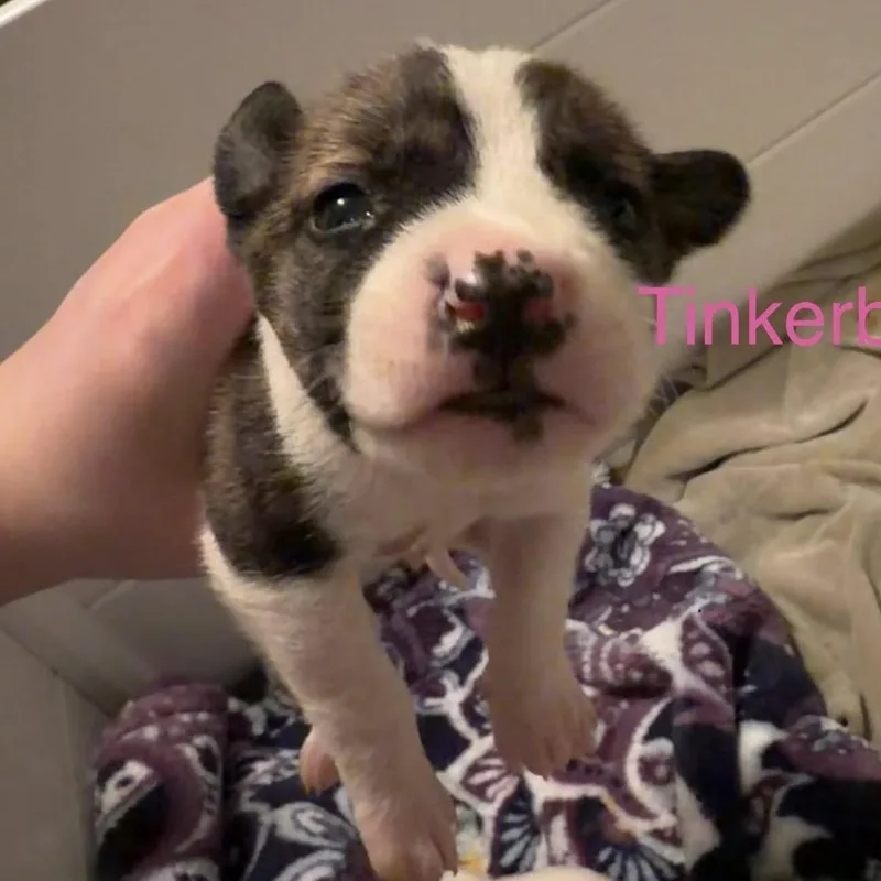 Tinkerbell thumbnail 2