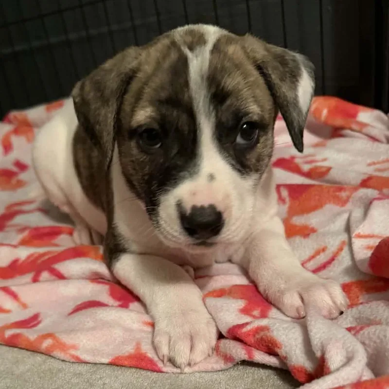 Tinkerbell thumbnail 4