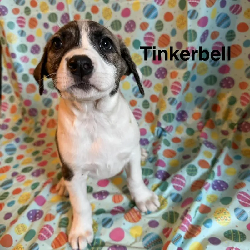 Tinkerbell thumbnail 5