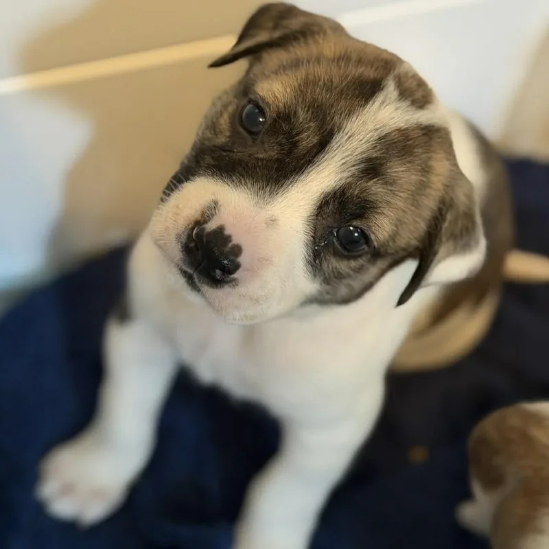 Tinkerbell thumbnail 6