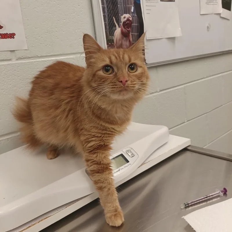 A young medium-sized male Orange / Red Domestic Long Hair cat named Pippin for adoption in Chattanooga, TN