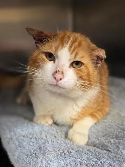 An adult large-sized male Domestic Short Hair cat named Miller for adoption in Westland, MI
