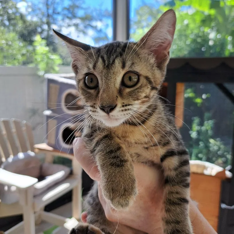 A baby medium-sized female Tabby (Brown / Chocolate) Domestic Short Hair cat named Dirt Bike for adoption in Jacksonville, FL
