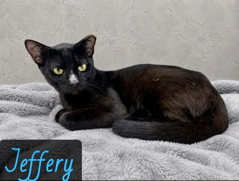 An adult medium-sized male Black Domestic Short Hair cat named Jeffrey for adoption in Englewood, FL