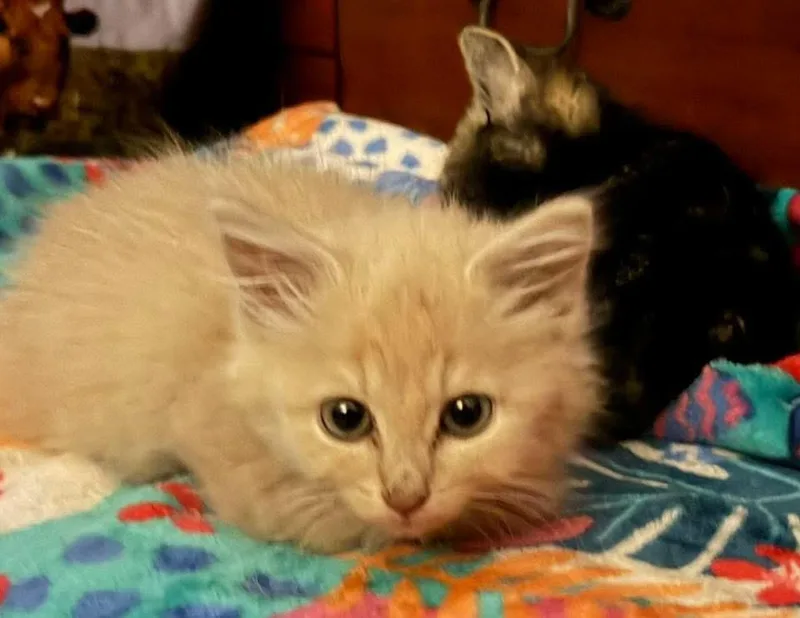 A baby medium-sized male Buff / Tan / Fawn Domestic Long Hair cat named Butterscotch for adoption in Muncie, IN
